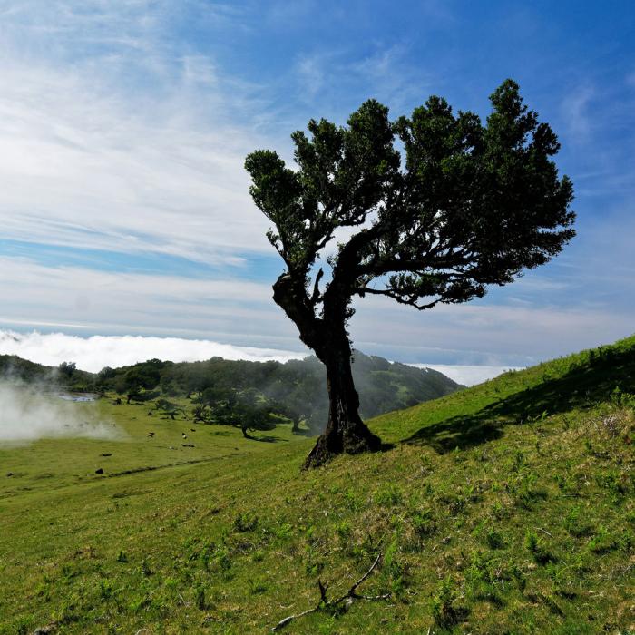 Bäume beeinflussen den Wind