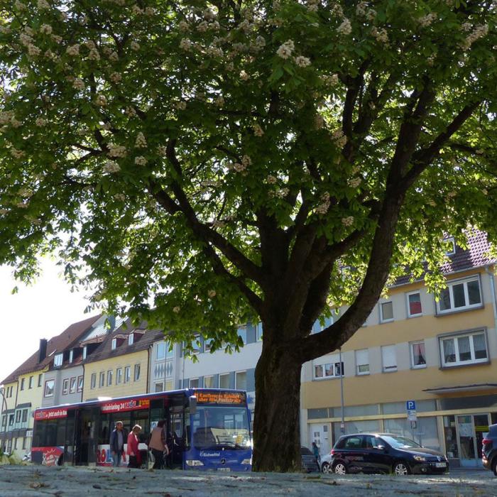 Die Vorteile von Stadtbäumen