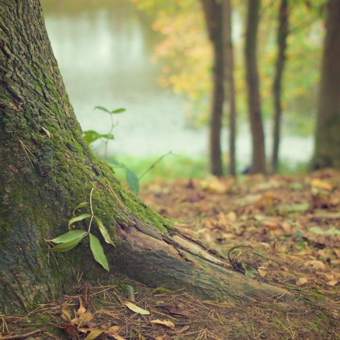 Anforderungen gesunder Stadtbäume an den Boden