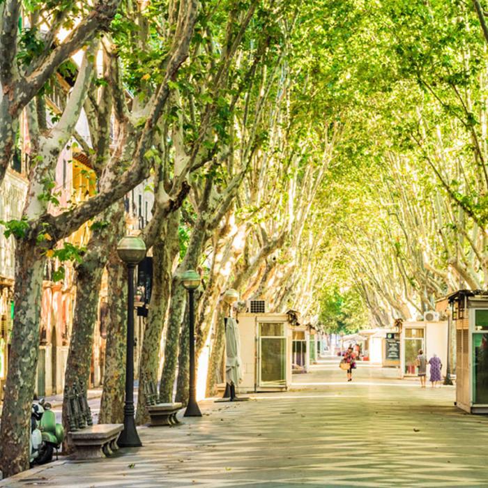 Wurzelbrücke bietet Bestandsbäumen Schutz