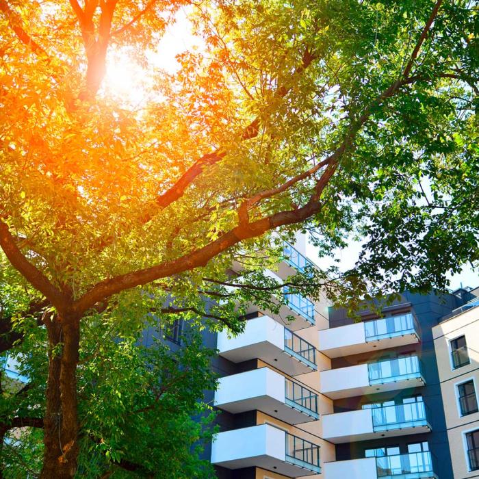 Hohe Gebäude in einer Innenstadt, die durch eine große Baumkrone vor zu viel Hitze geschützt wird