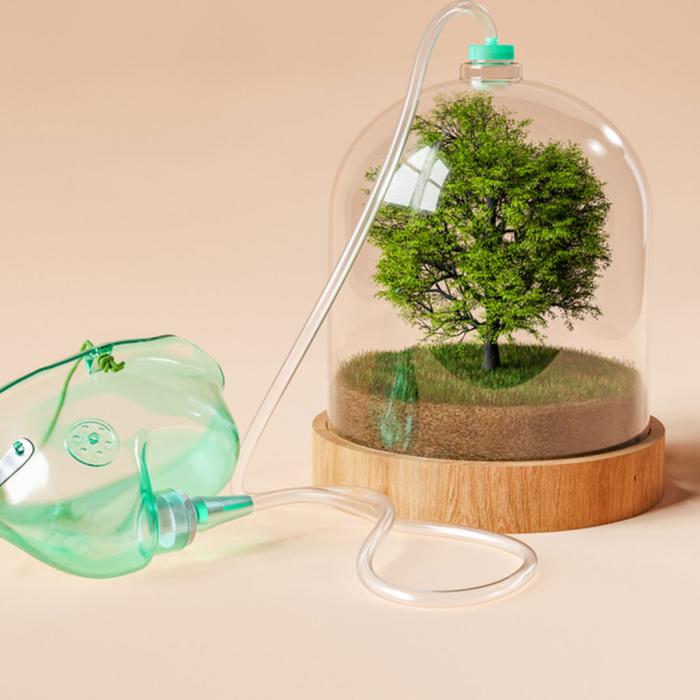 Bäume schlucken für uns Feinstaub