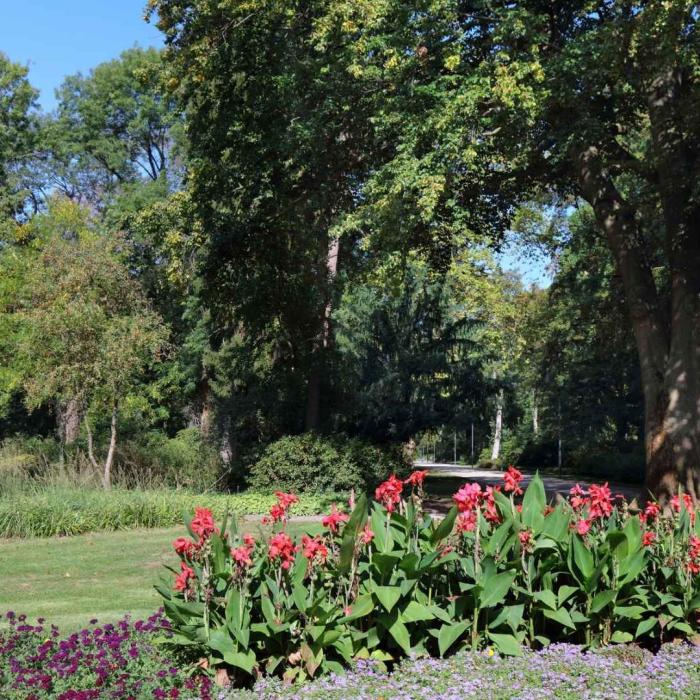 Blühendes Blumenbeet im Stadtpark mit roten und violetten Blumen, umgeben von grünen Bäumen – Symbol für Mikrowälder, Stadtgrün und nachhaltige Landschaftsgestaltung.