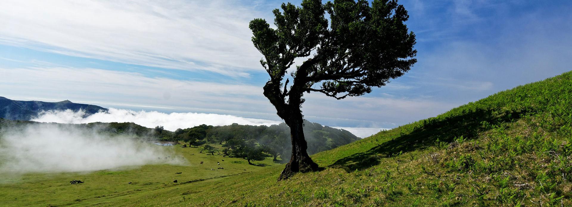 Bäume beeinflussen den Wind
