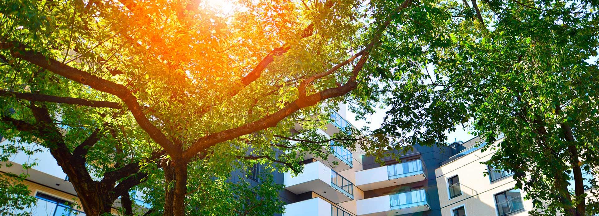 Hohe Gebäude in einer Innenstadt, die durch eine große Baumkrone vor zu viel Hitze geschützt wird