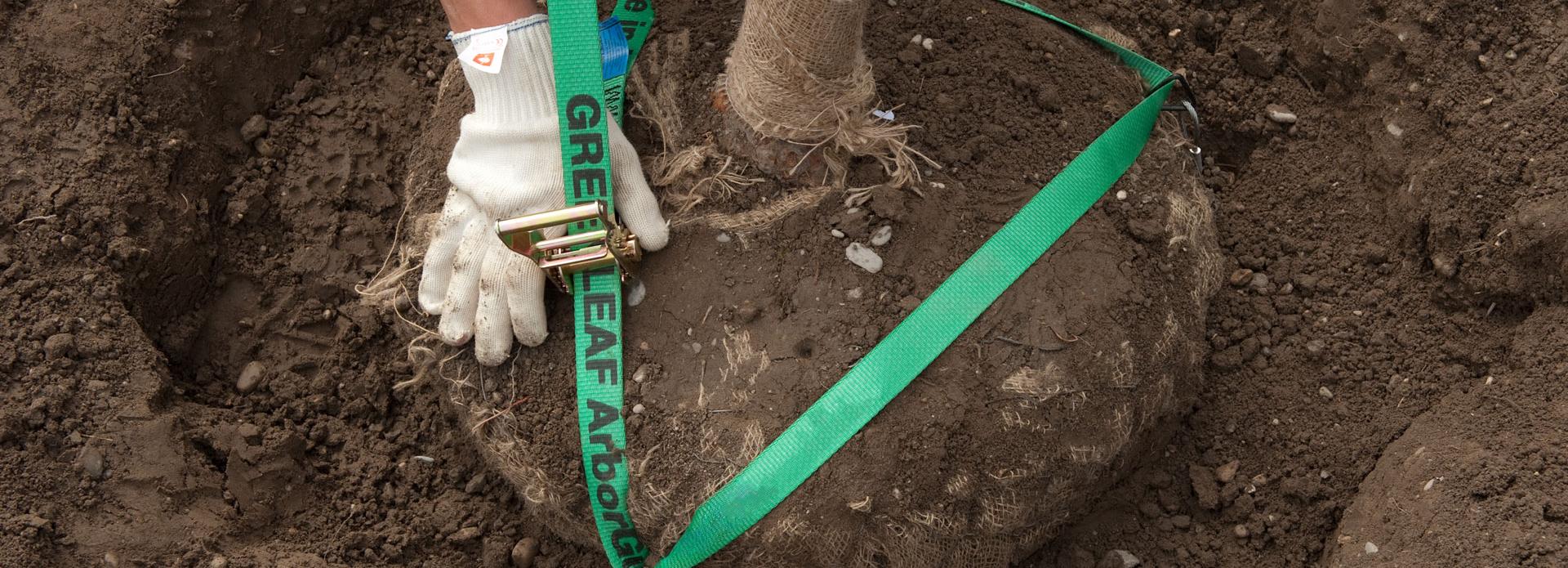 Baumverankerung – Methoden, Vor- und Nachteile