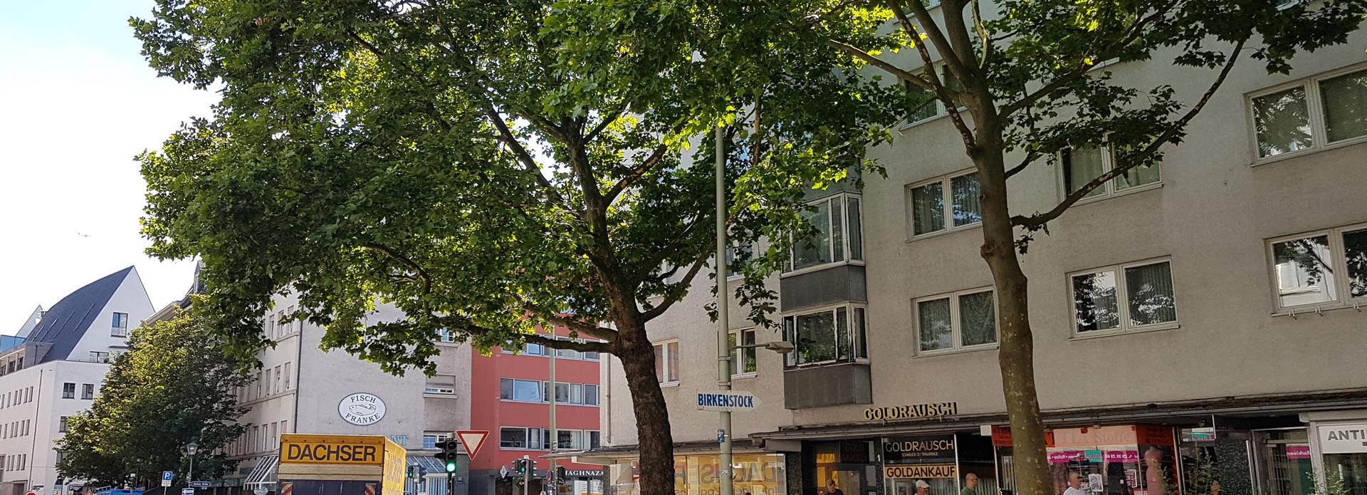 Städtische Straße mit großen, schattenspendenden Bäumen, Fußgängern auf dem Gehweg und Geschäften wie Birkenstock und Goldrausch an einem sonnigen Tag.