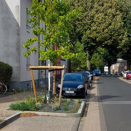 Referenz: Baumbeete, Würselen mit ArborFlow Baumrigole