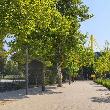 Referenz: Strobelallee, Dortmund, ArborGrid Wurzelbrücken