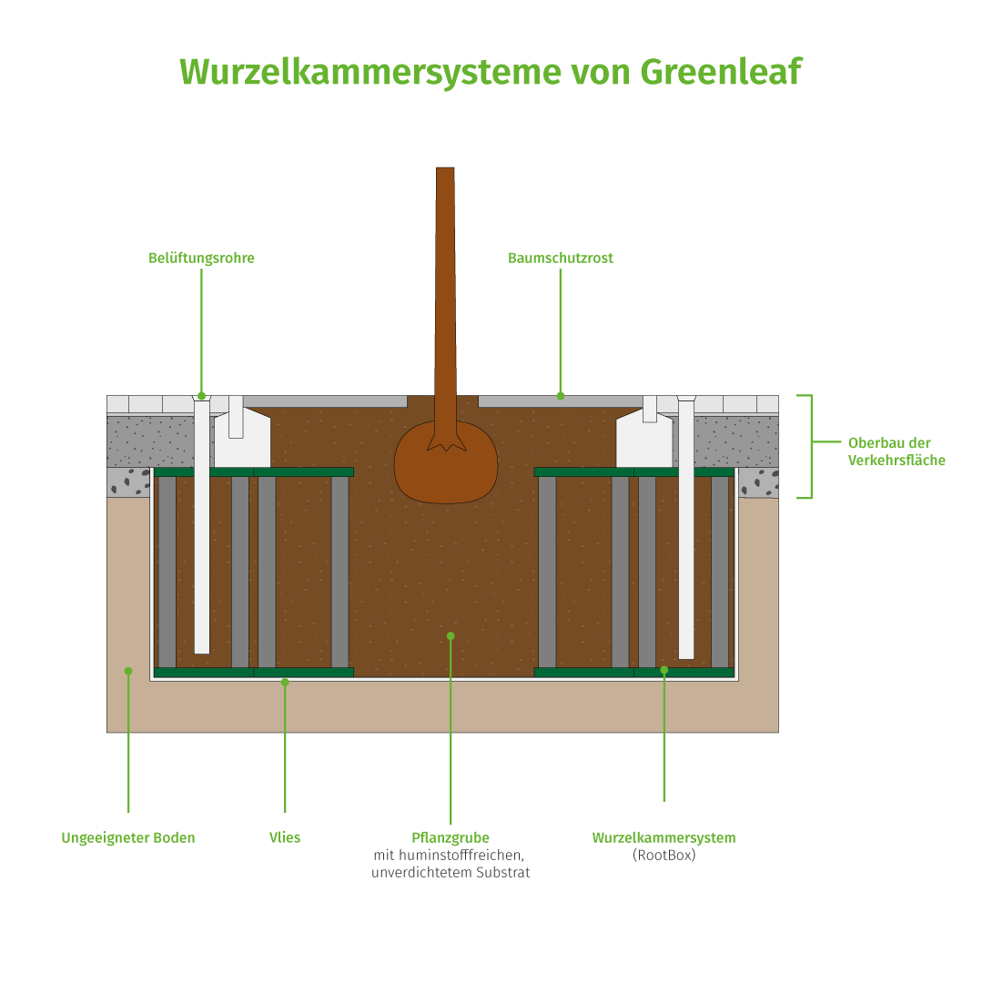 Greenleaf Wurzelkammersystem (Schnitt)