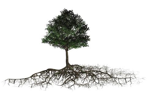 Baum mit Wurzeln