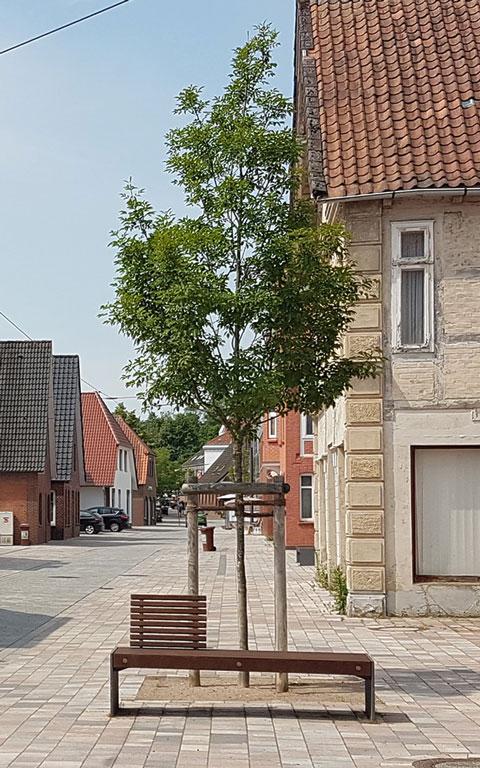 Baum mit oberirdischer Dreibock Verankerung