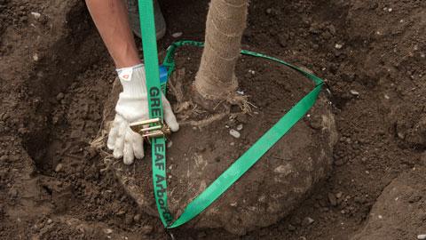 Unterirdische Verankerung mit ArborAnker