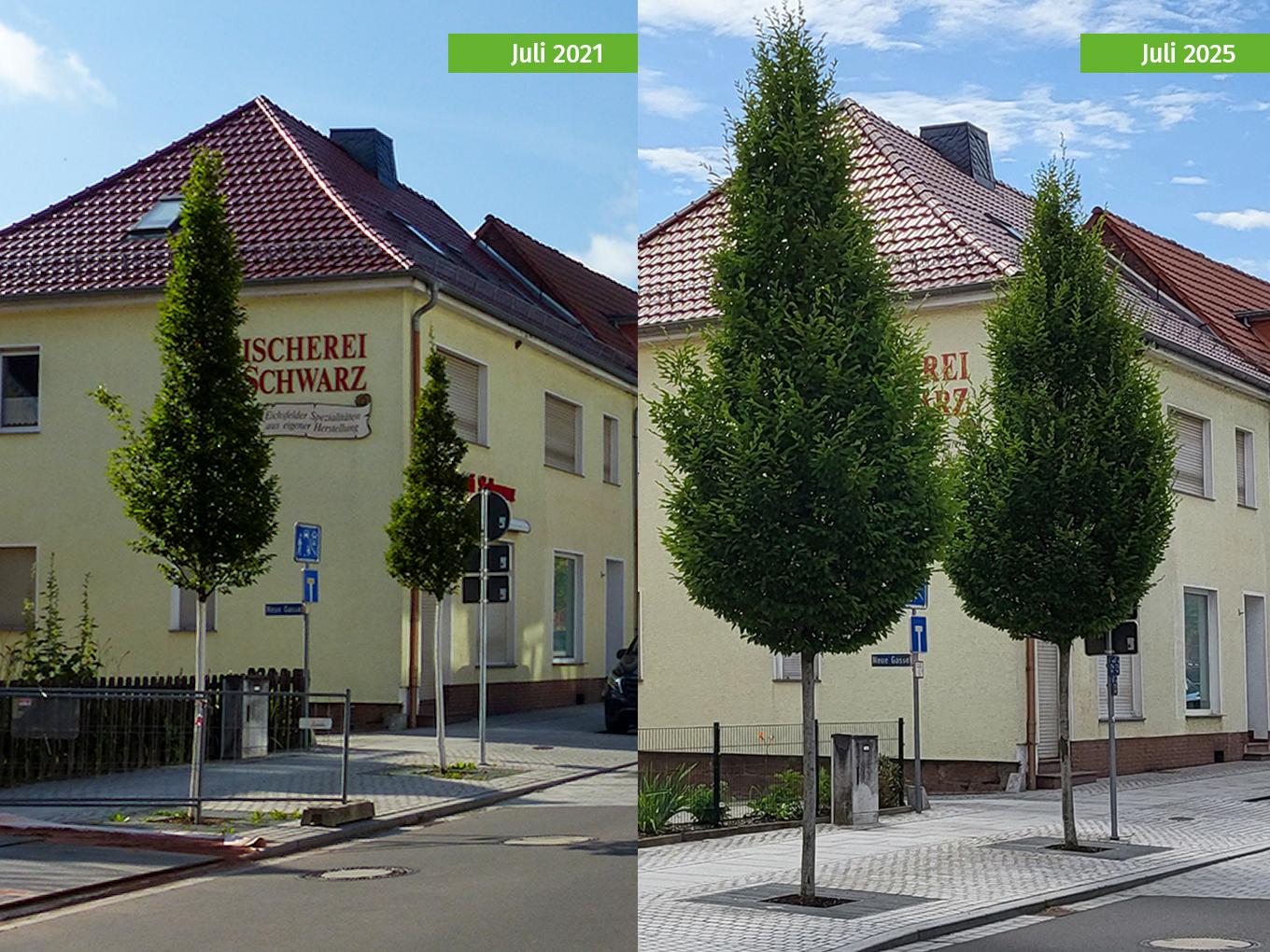 Referenz: Hauptstrasse, Niederorschel, Baumstandorte mit RootSpace Vergleich 2021 und 2025