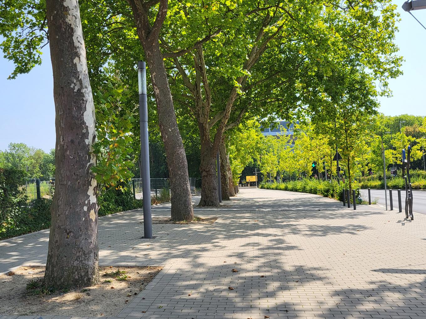 Referenz: Strobelallee, Dortmund, ArborGrid Wurzelbrücken