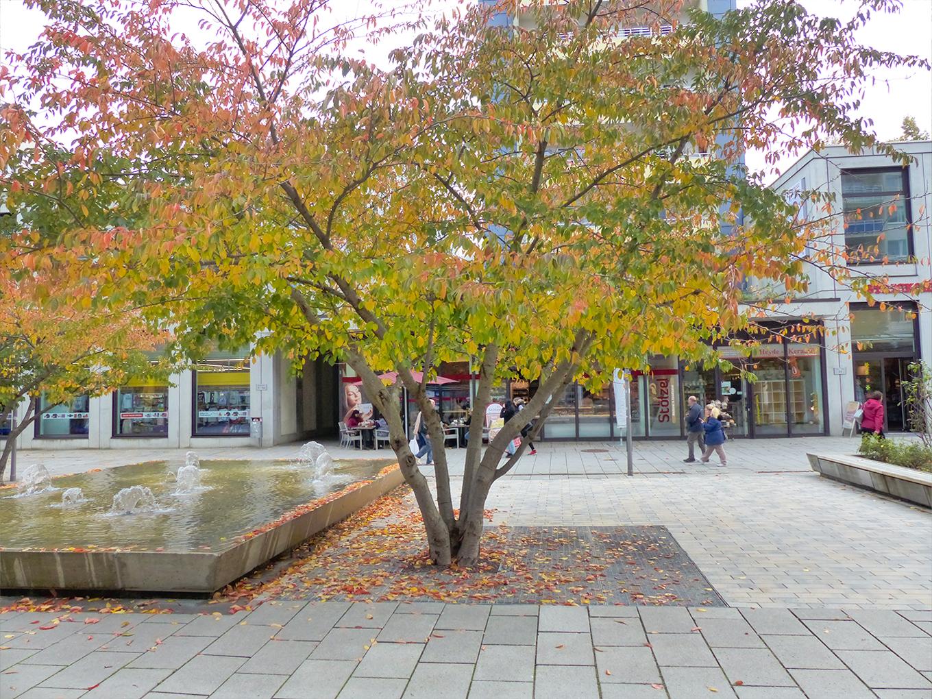 Referenz: Rosenhof Chemnitz, ArborGrid Wurzelbrücke in offener Bauweise