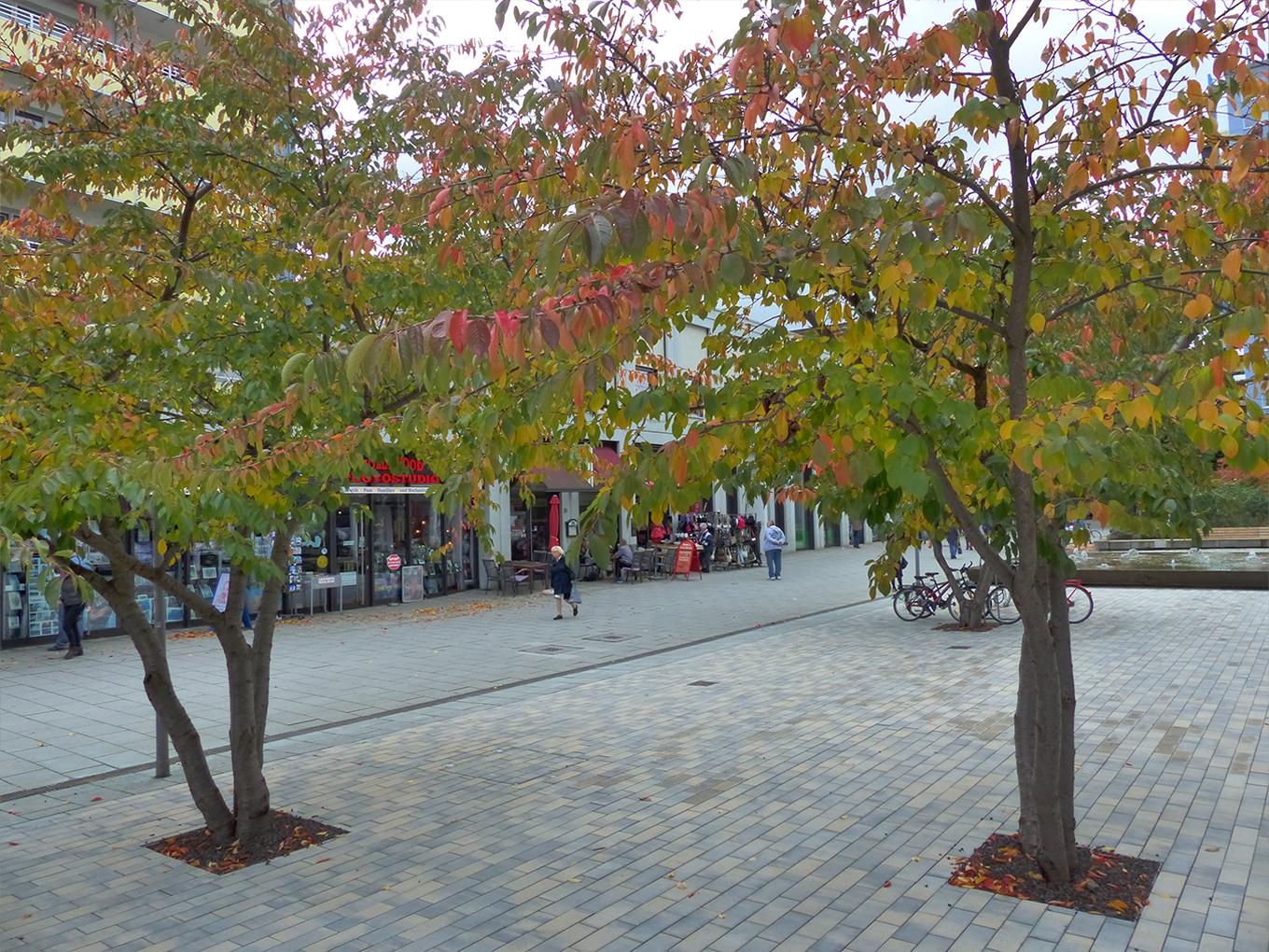 Referenz: Rosenhof Chemnitz, ArborGrid Wurzelbrücke in überbauterBauweise