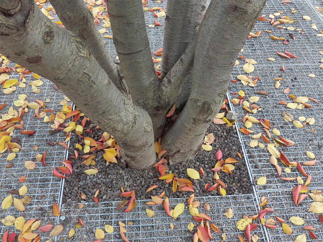 Referenz: Rosenhof Chemnitz, ArborGrid Wurzelbrücke in offener Bauweise
