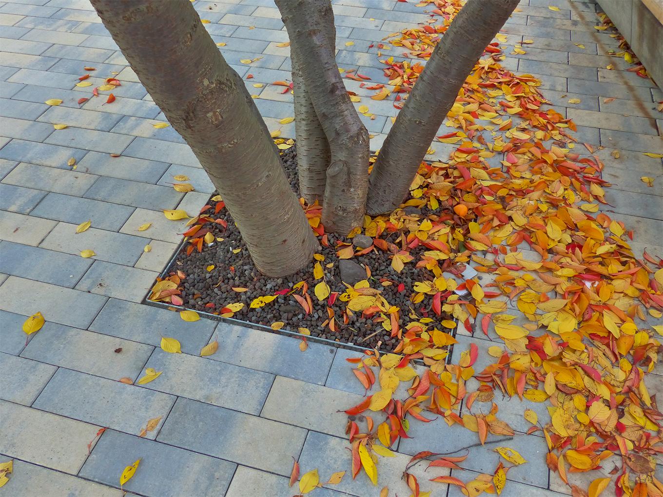 Referenz: Rosenhof Chemnitz, ArborGrid Wurzelbrücke in überbauter Bauweise