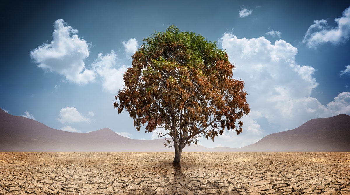 Wie übersteht ein Baum eine Trockenperiode?
