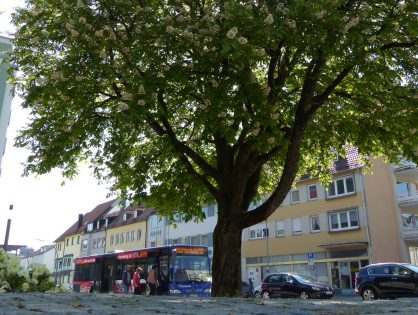 Die Vorteile von Stadtbäumen