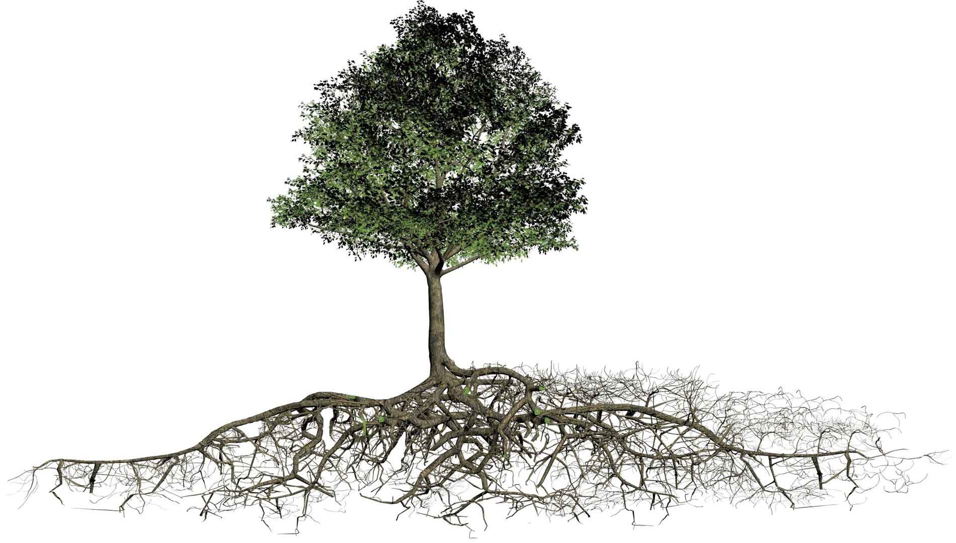 Wie viel Wurzelraum braucht ein Baum wirklich?