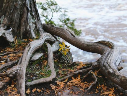 Mythen entlarven – Bäume & Leitungen