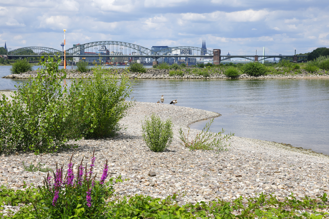 Der in Köln Rhein mit Niedrigwasser 
