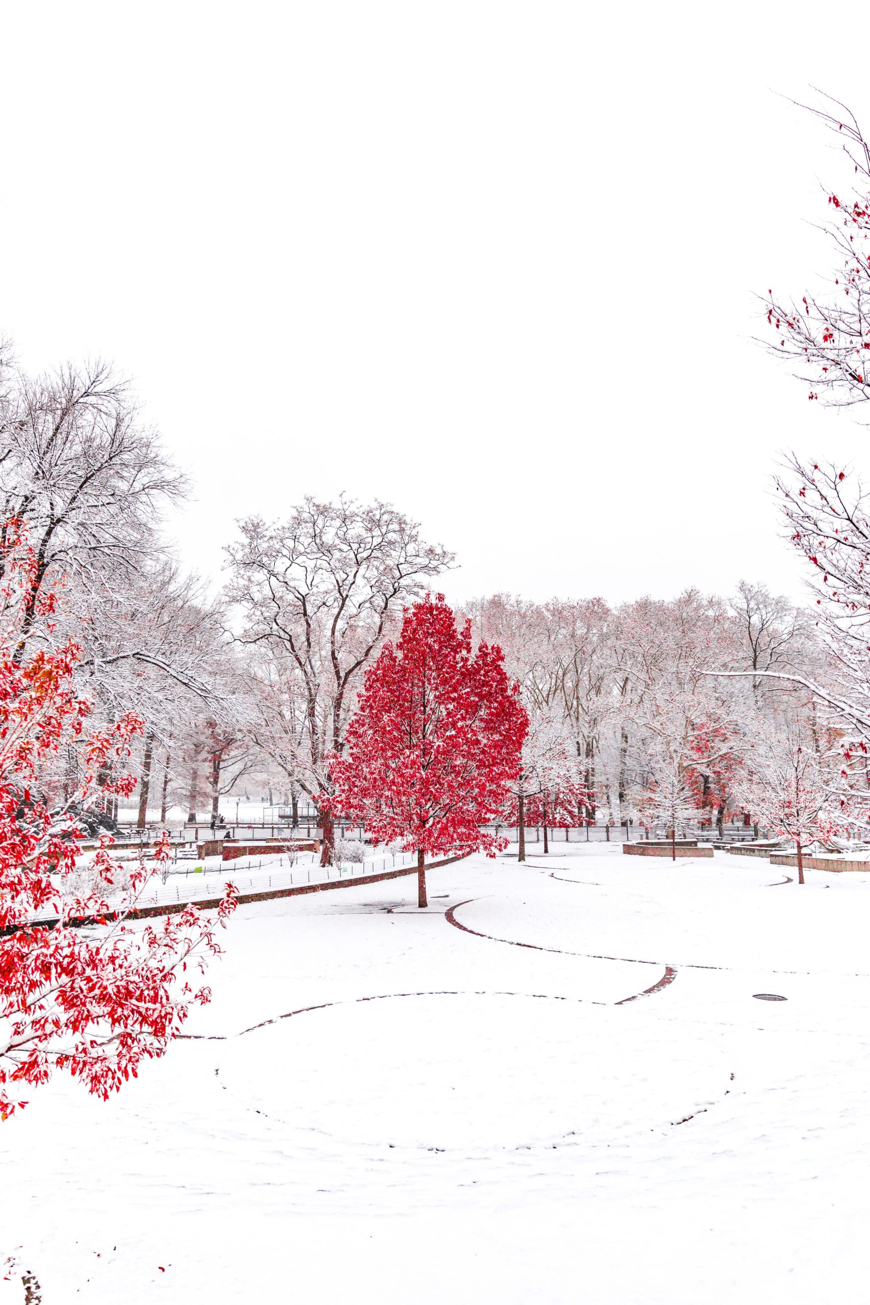 Baum mit rotem Laub in verschneiter Winterlandschaft