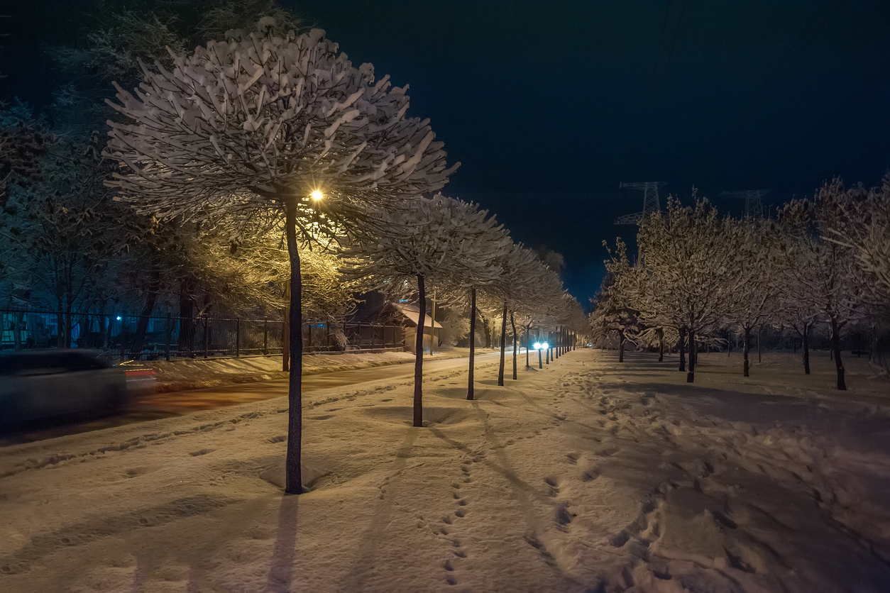 Junge Stadtbäume im Schnee